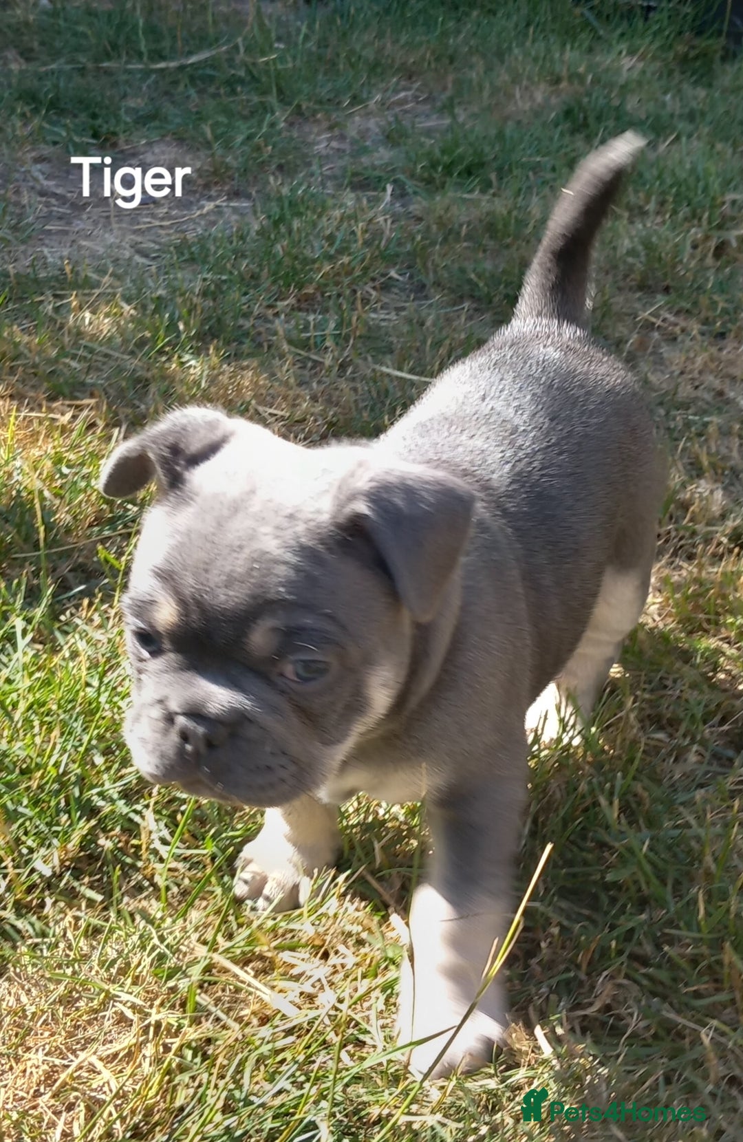 French Bulldog dogs for sale: French Bulldog pups - Image 3