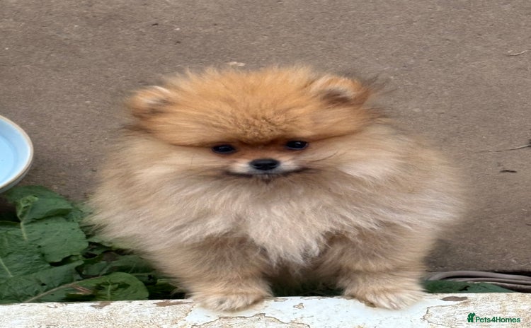 Pomeranian dogs - Advert 3