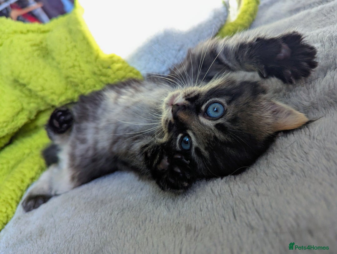 Domestic Shorthair cats for sale: 2 adorable kittens looking for loving home - Image 4