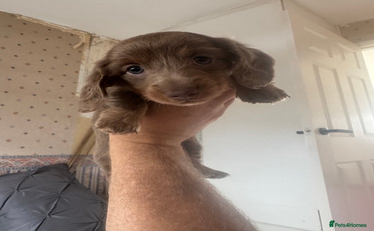 Miniature Dachshund dogs - Advert 3