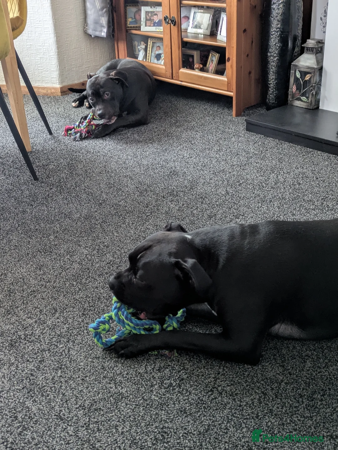 Mixed Breed dogs for sale: Male dog has been neutered  - Advert 1