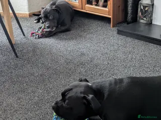 Mixed Breed dogs Male dog has been neutered - Advert 1