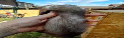 Ferret rodents for sale: Ferret hob kits in Hereford - Advert 15