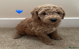 Poochon dogs for sale: Teddy bear poochons  - Image 6