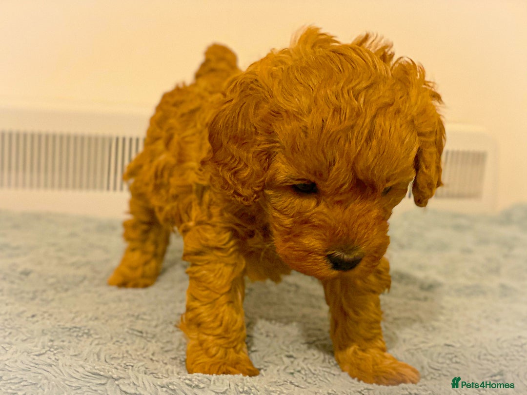 Cavapoo dogs for stud: F1b 5.6kg Cavapoo stud. Devon 100% success in Winkleigh - Image 9