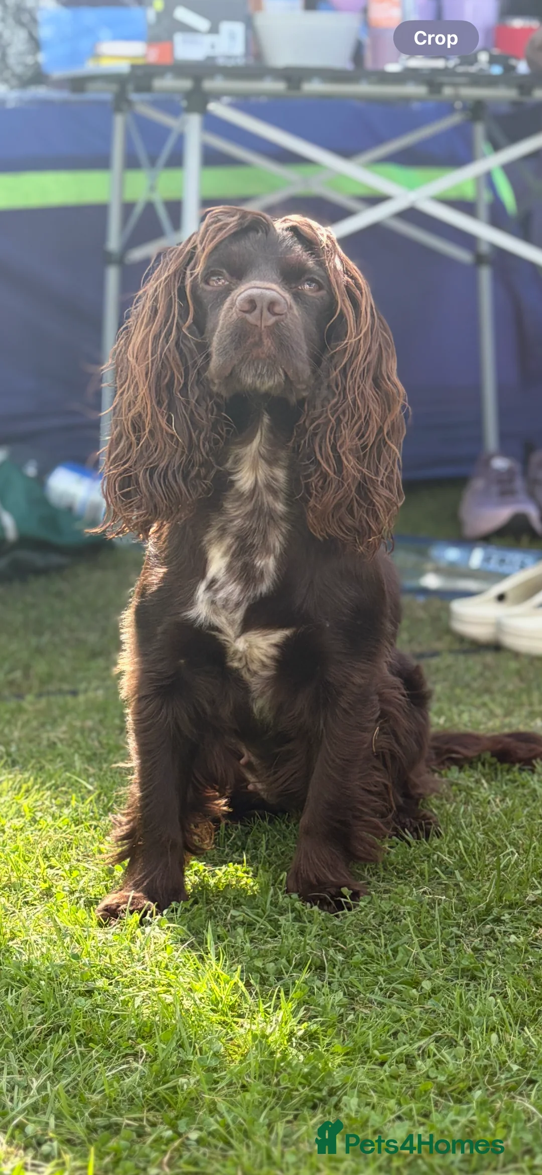 Cocker Spaniel dogs for sale: Cocker spaniel pups for sale  - Advert 3