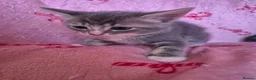 Arabian Mau cats for sale: Male kittens available  - Advert 5