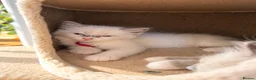Ragdoll cats for sale: Ragdoll kittens available ♥️  - Advert 8