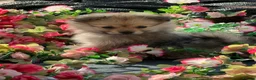 Pomeranian dogs for sale: Beautiful Russian line pomperanians - Advert 9