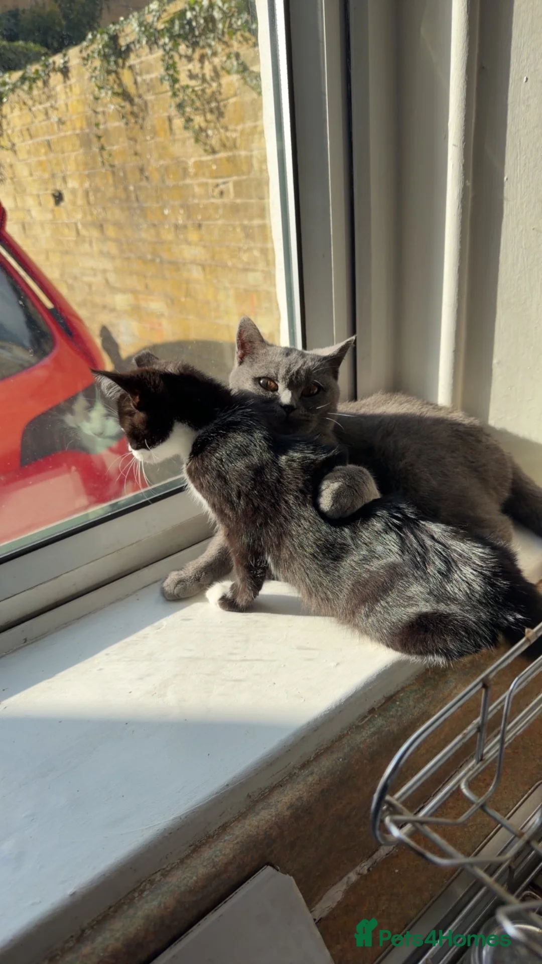 Mixed Breed cats for sale: Half British shorthair female kitten - Advert 5