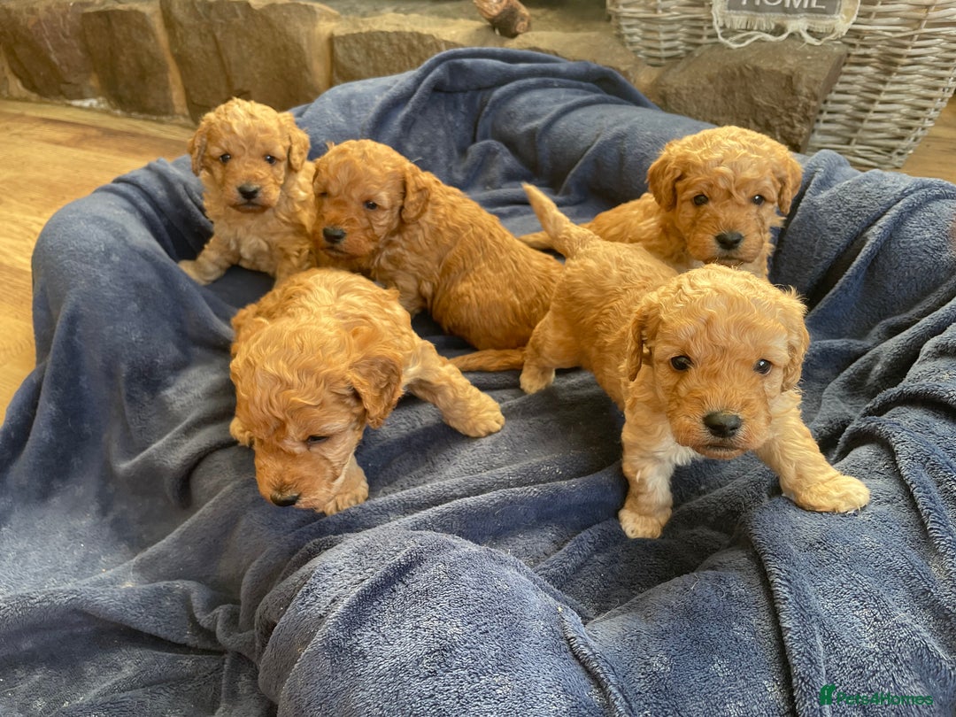 Cockapoo dogs for sale: F2b COCKAPOO PUPPIES - Advert 3