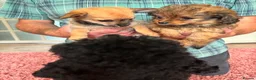 Chipoo dogs for sale: Beautiful Chipoo Girls. Looking for 100% Homes. - Advert 7