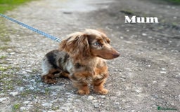 Miniature Dachshund dogs for sale: True KC miniature dachshund  - Image 6