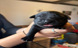 Goldador dogs for sale: Goldador puppies - Image 15