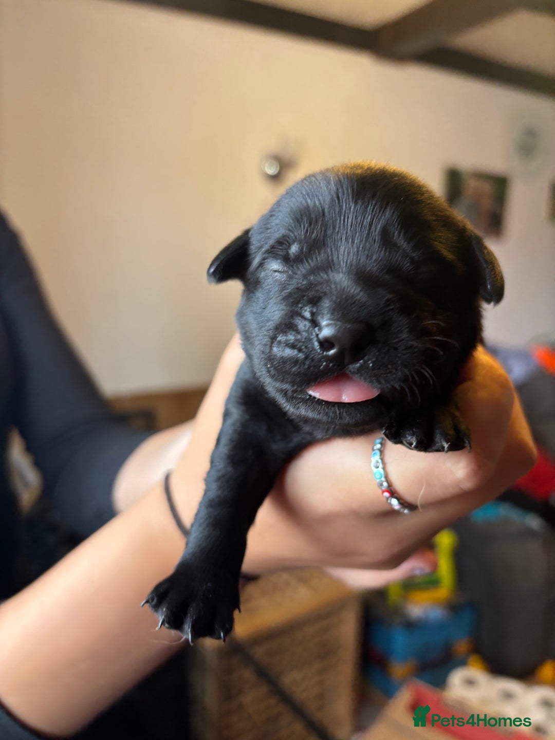 Goldador dogs for sale: Goldador puppies - Image 15