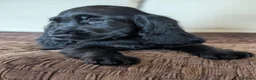 Cocker Spaniel dogs for sale: Health Tested KC Reg Showline Cocker Spaniel Pups - Advert 3