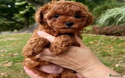 Toy Poodle dogs for sale: Red Toy Poodle puppies 🐶 💥💥💤 - Image 7