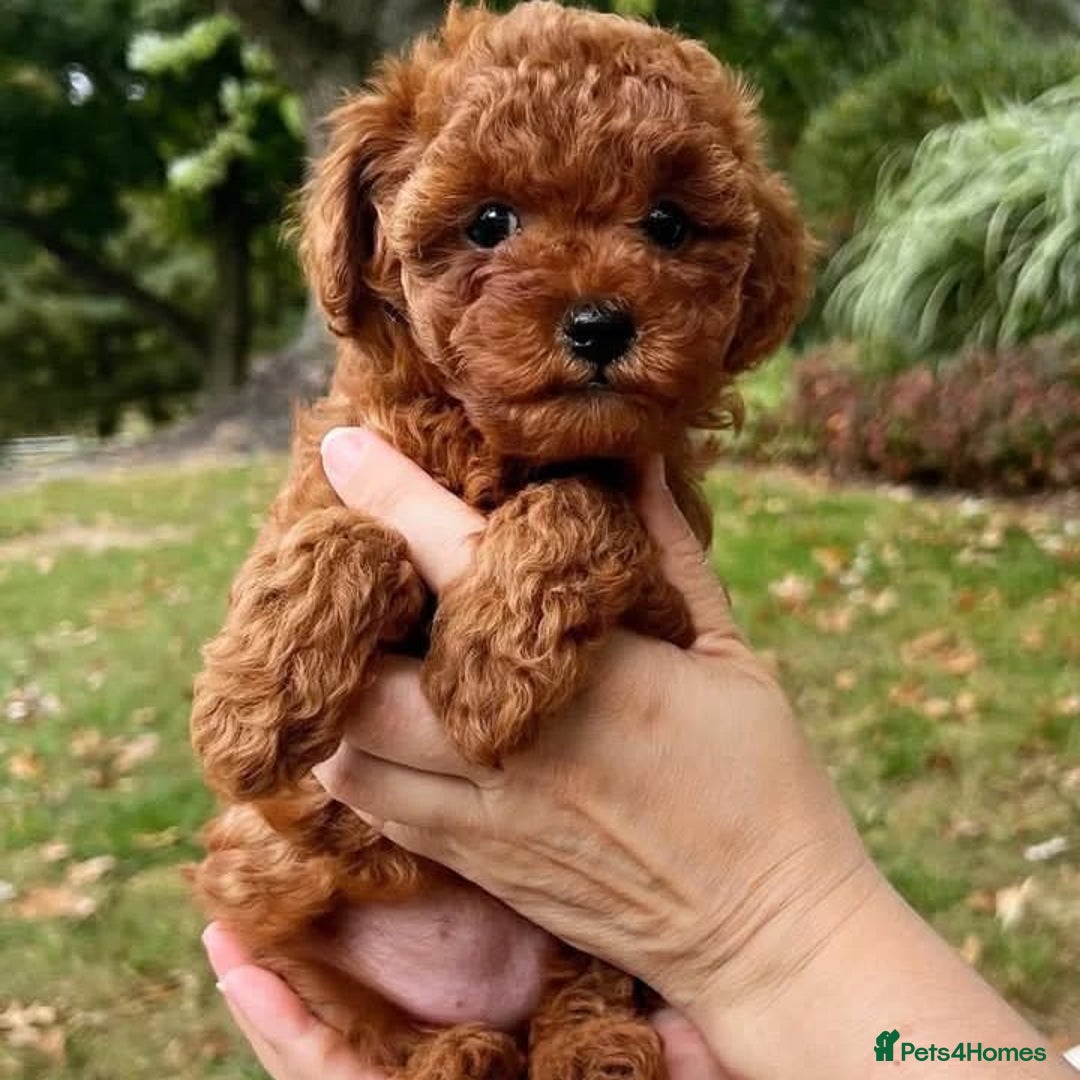 Toy Poodle dogs for sale: Red Toy Poodle puppies 🐶 💥💥💤 - Image 7