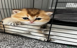 British Longhair cats for sale: ✨ Three adorable British Short/longhair kittens  - Image 13