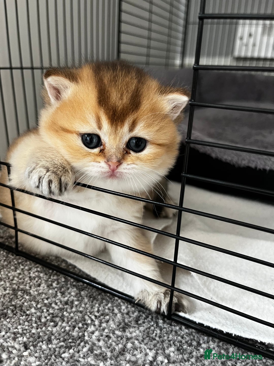 British Longhair cats for sale: ✨ Three adorable British Short/longhair kittens  - Image 13