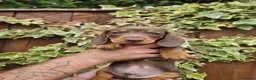 Miniature Dachshund dogs for sale: READY NOW KC reg miniature dachshund  - Advert 4