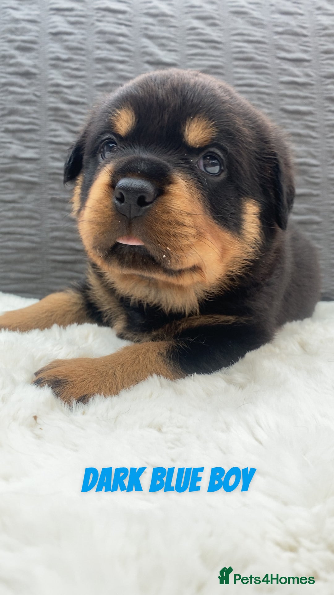 Rottweiler dogs for sale: Beautiful KC Rottweiler puppies - Image 14