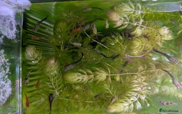 Live Bearers fish for sale: Live bearers looking for a home - Image 1