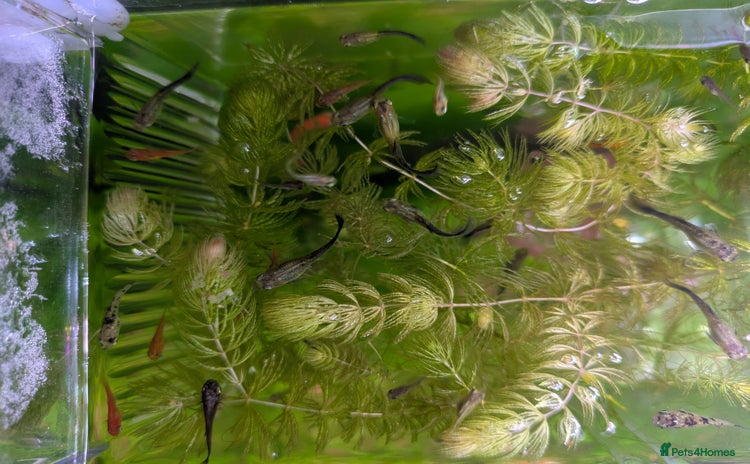 Live Bearers fish - Advert 1