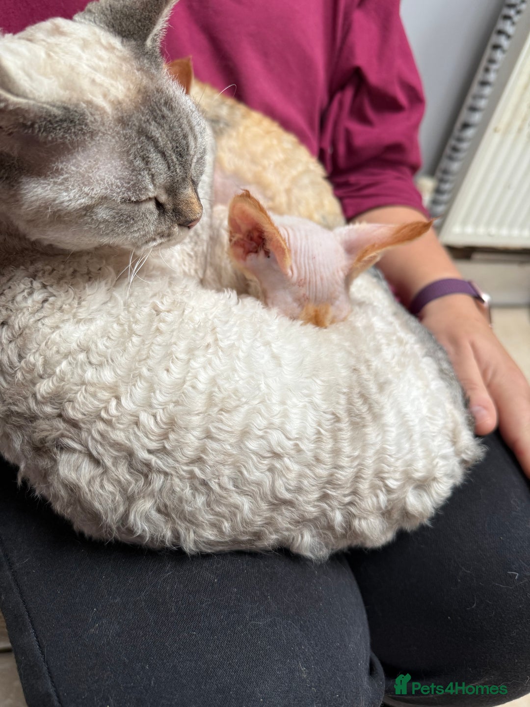 Devon Rex cats for sale: Fabulous male red pointed Devon Rex - Advert 2