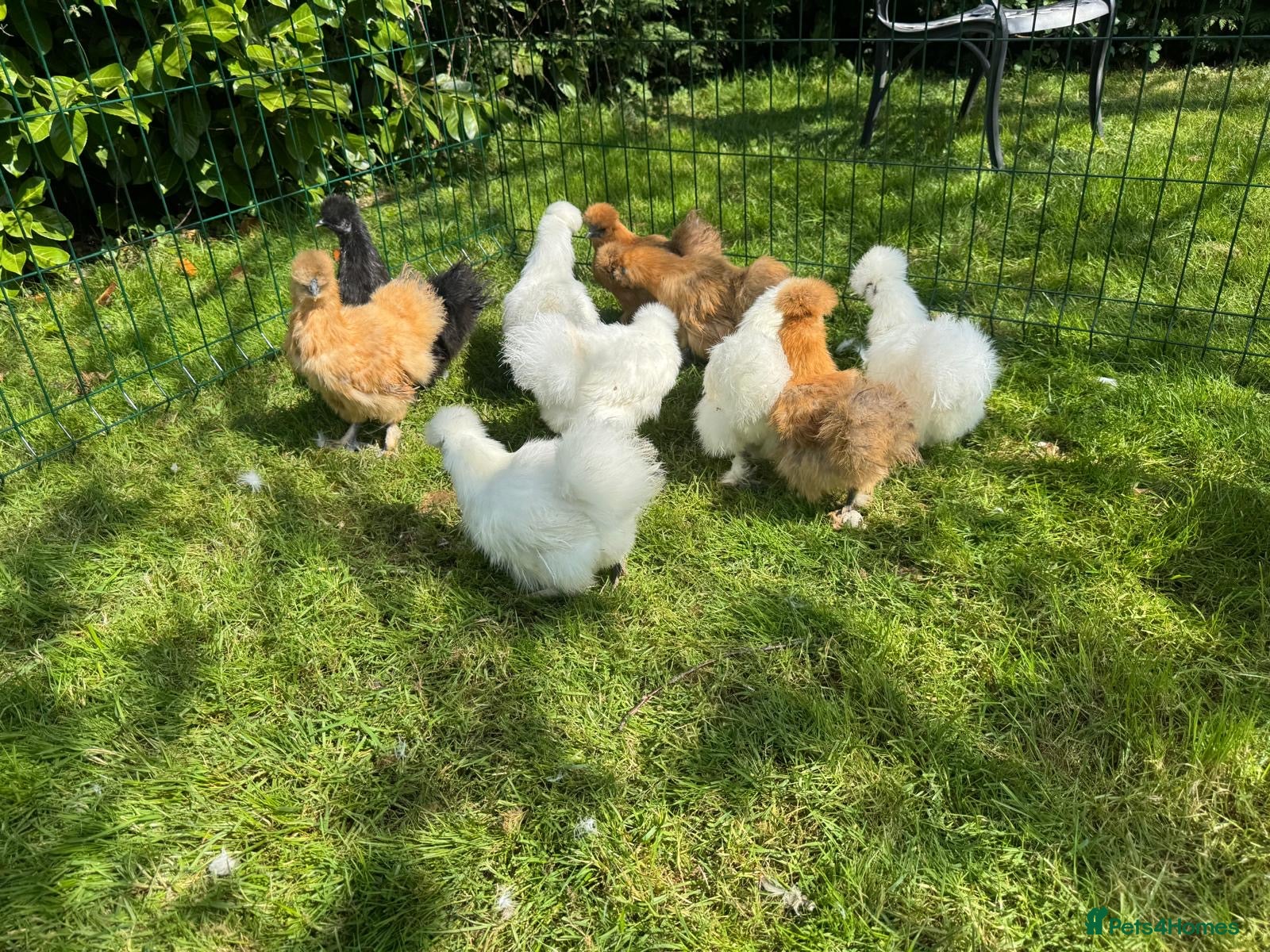 Chickens poultry for sale: Silkie hens - Advert 5