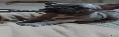 Osa