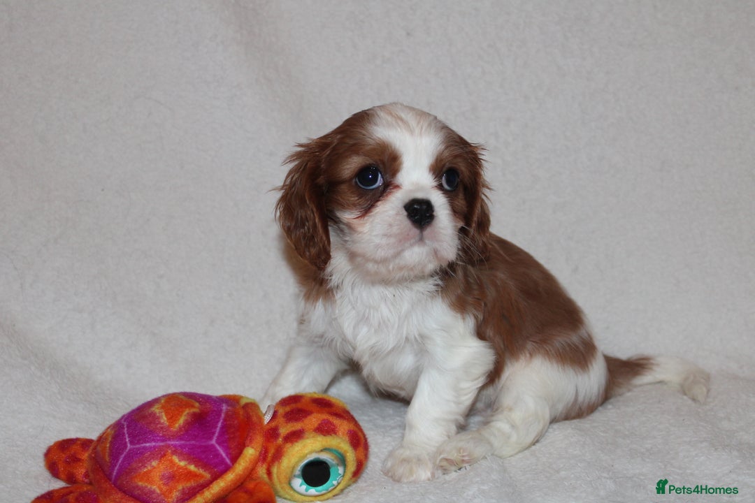 Cavalier King Charles Spaniel dogs for sale: Gorgeous Cavalier King Charles Spaniel puppies - Image 16