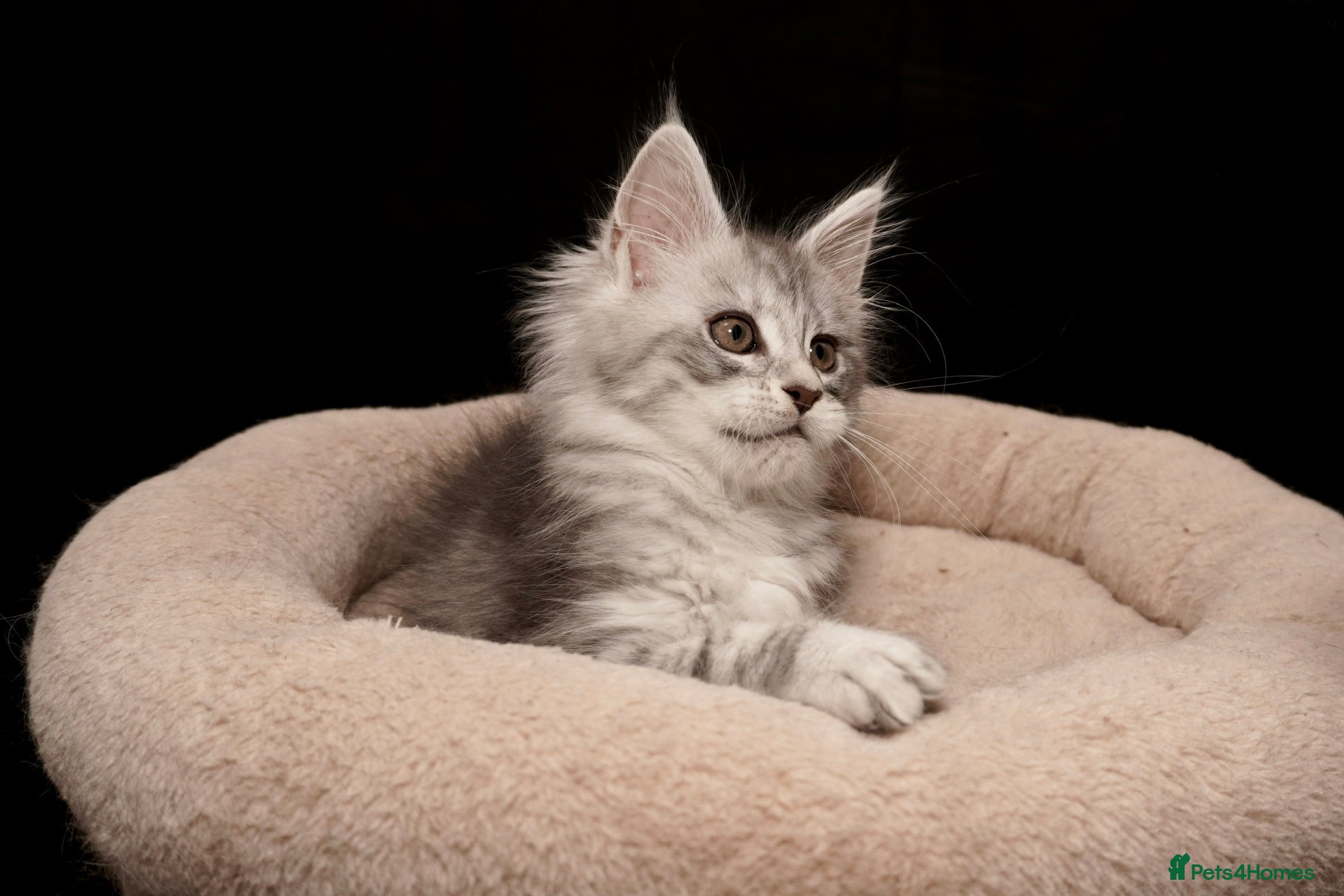 Maine Coon cats 4 left BlackSilver classic tabby Mainecoon kittens - Advert 18