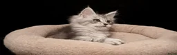 Maine Coon cats for sale: Black Silver classic tabby Mainecoon kittens - Advert 10