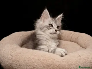 Maine Coon cats 4 left BlackSilver classic tabby Mainecoon kittens - Advert 18