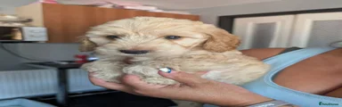 Cockapoo 1