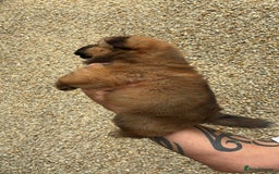 Chow Chow dogs for sale: 🐾Adorable Pedigree Chow Chow Puppies paw - Image 10