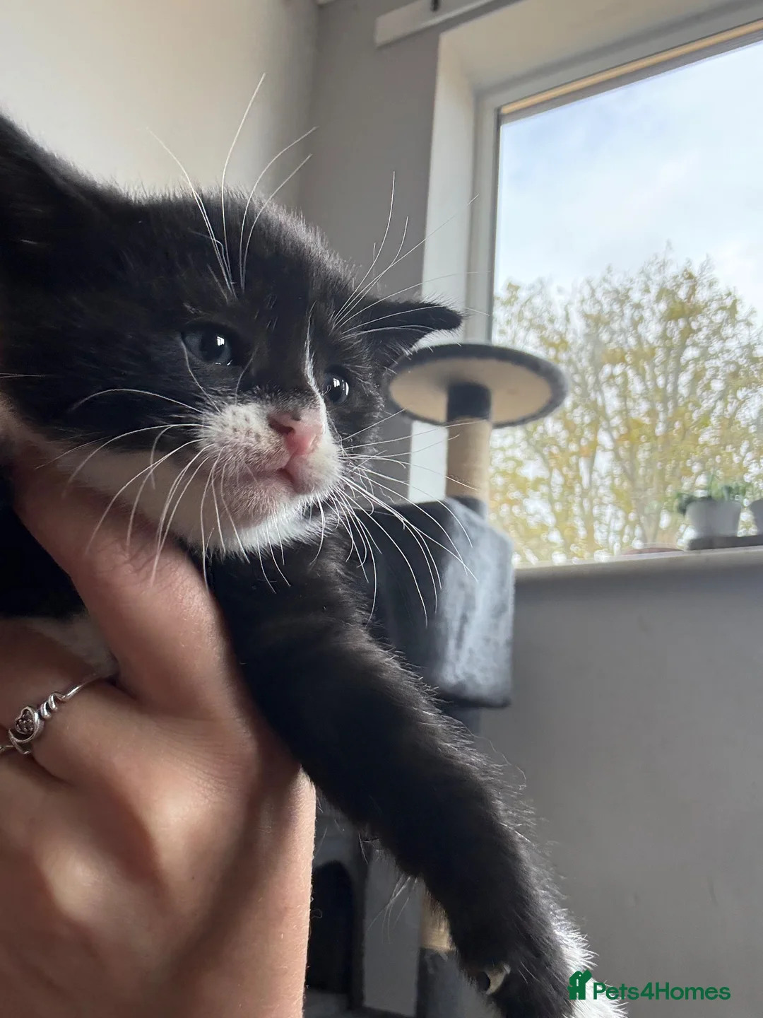 Mixed Breed cats for sale: Beautiful litter of kittens  - Advert 7