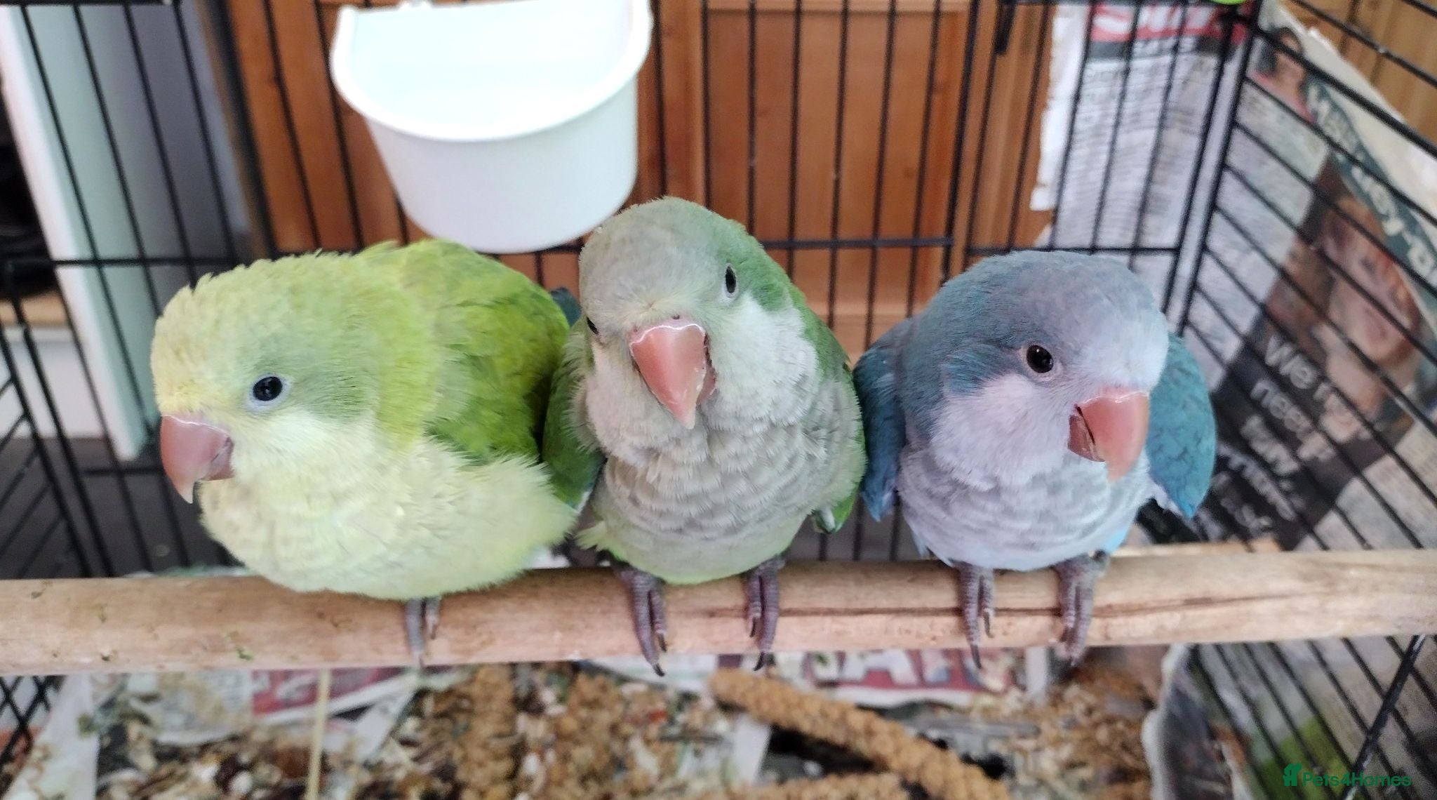 Parakeets birds Beautiful Hand Reared Quaker Parakeet babies 9 wks - Advert 12
