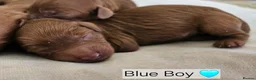 Cavapoo dogs for sale: Licensed breeder,dna clear red tiny cavapoo pups  - Advert 12