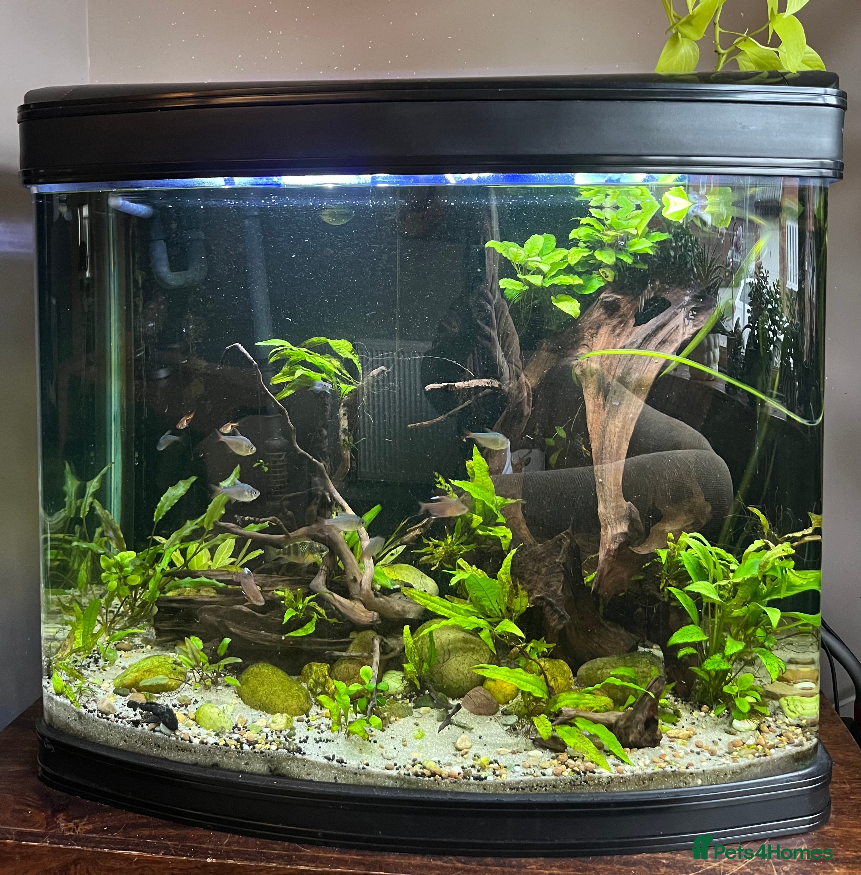Tetras fish 280ltr curved edged fish tank  - Advert 16