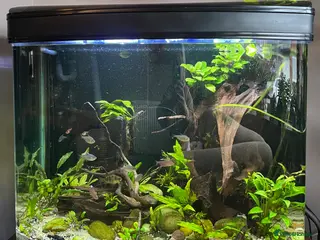 Tetras fish 280ltr curved edged fish tank - Advert 8