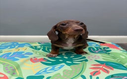 Miniature Dachshund dogs for sale: Ready to go-Gorgeous miniature Dachshund puppies   - Image 33