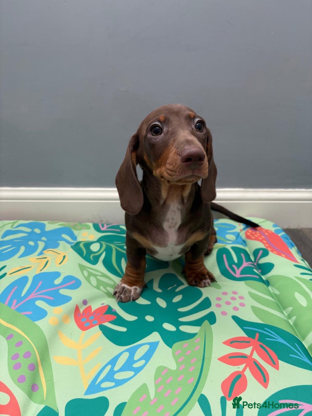 Miniature Dachshund dogs for sale: Ready to go-Gorgeous miniature Dachshund puppies   - Image 33