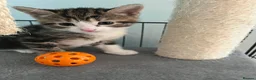 Mixed Breed cats for sale: 5 adorable kittens  - Advert 7
