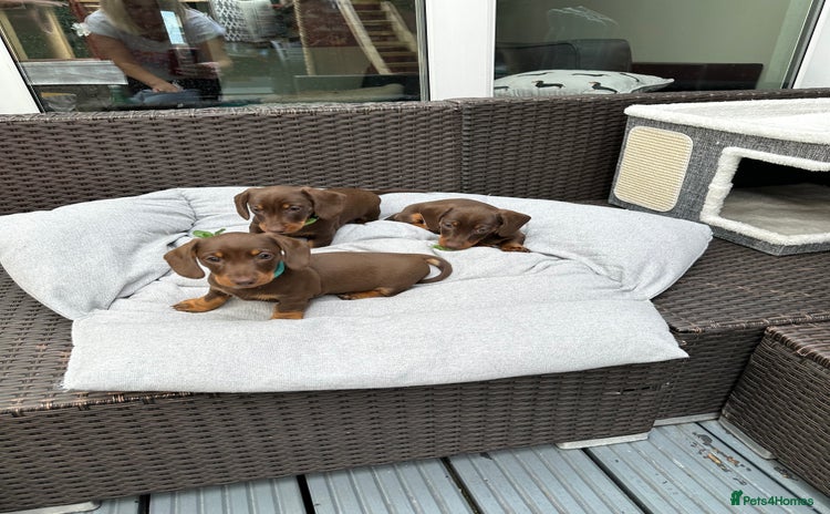 Dachshund dogs - Advert 1