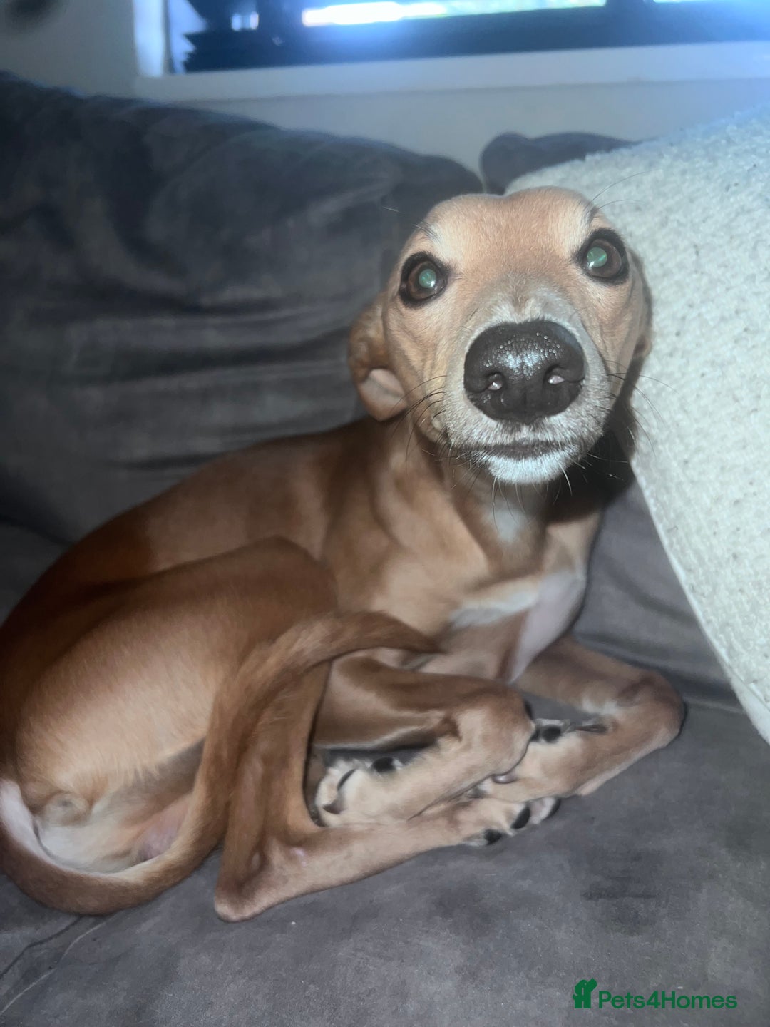 Whippet dogs for stud: Petite Male Whippet to Stud  - Advert 7