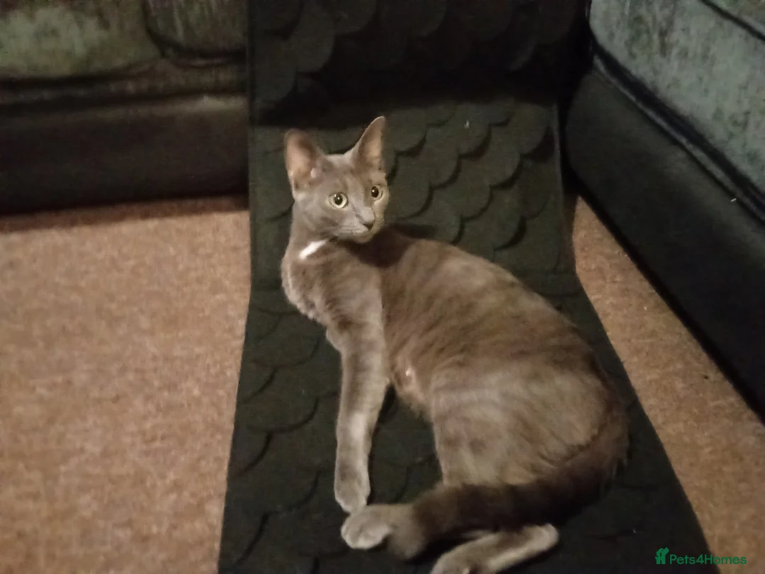 Mixed Breed cats for sale: Fun loving brothers looking for new home - Advert 1