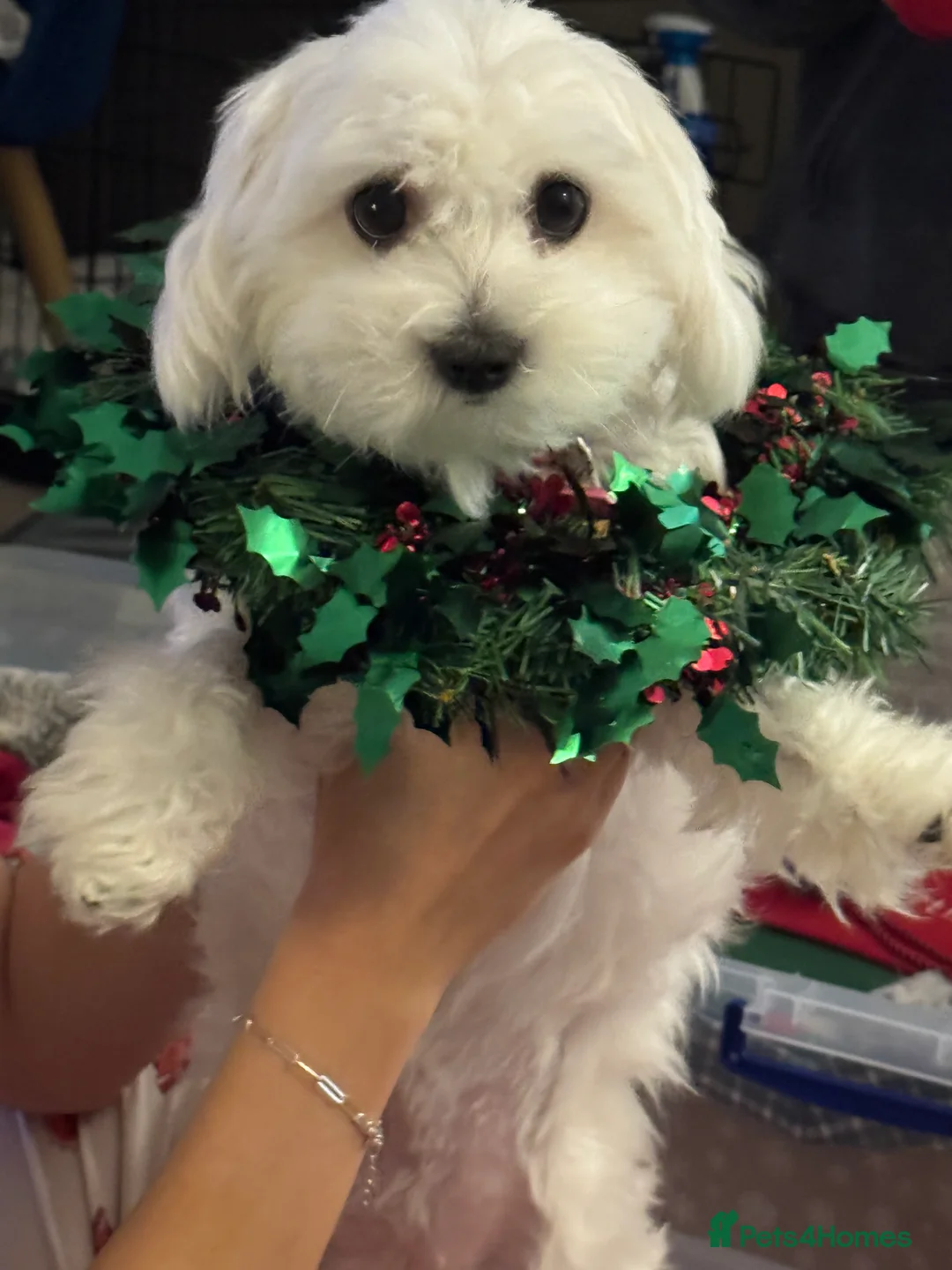 Maltese dogs for sale: Lily - 5 generation KC registered Maltese - Advert 7