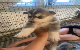 Alaskan Malamute dogs for sale: Alaskan malamute puppy’s  in Newark - Image 15